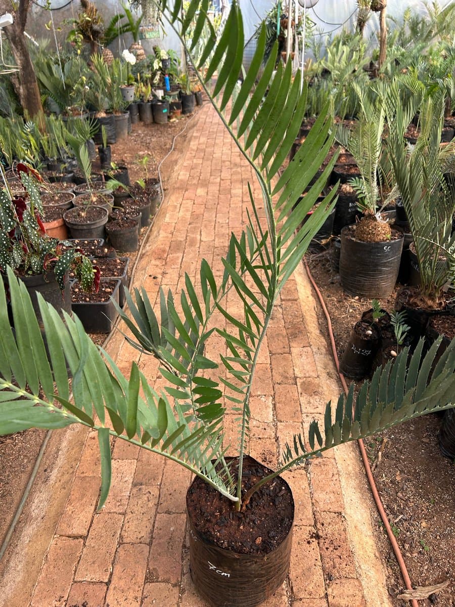 Encephalartos Nubimontanus Robusta