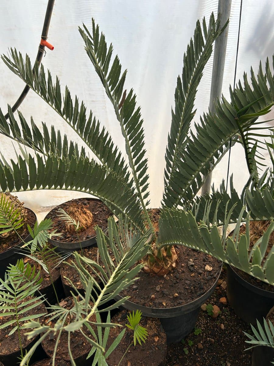 Encephalartos Nubimontanus Fish tail