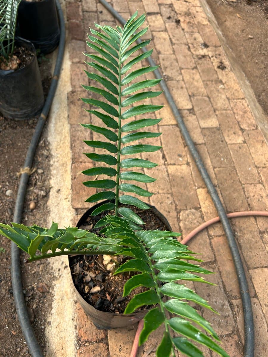 Encephalartos Umgeni
