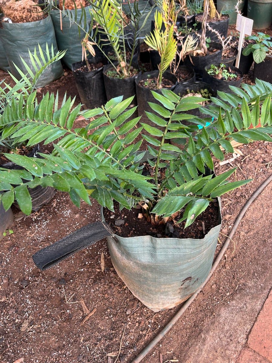 Encephalartos Woodii Marianhill