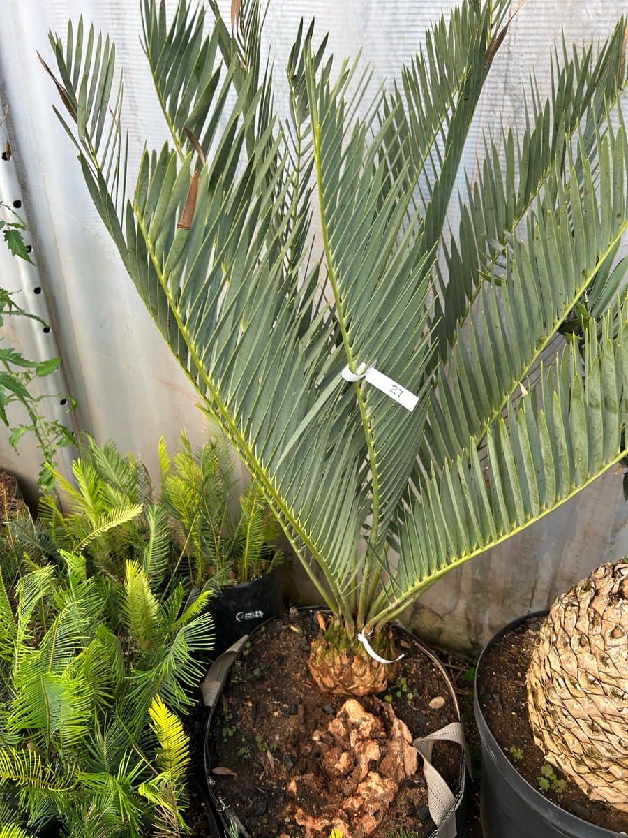 Encephalartos Middelburgensis Olievantsrevier