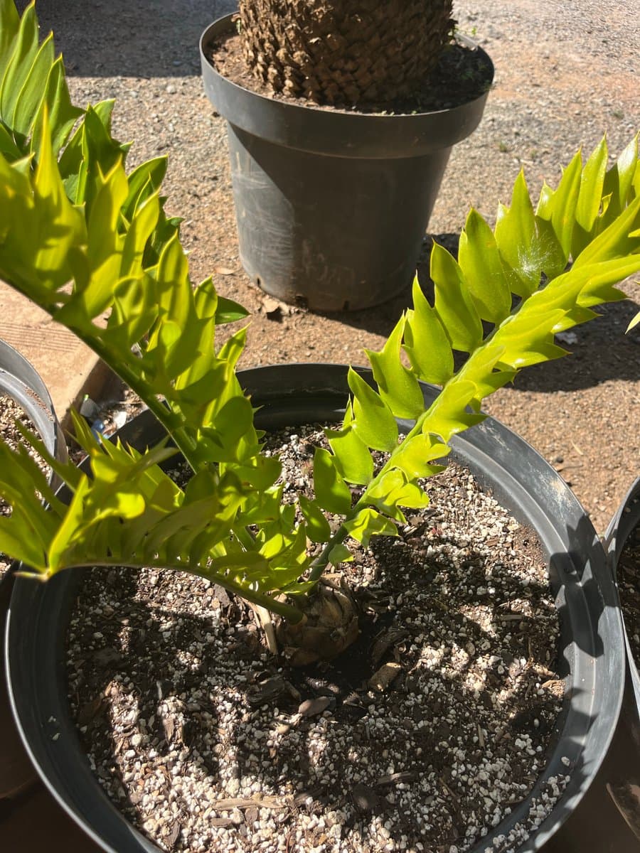 Encephalartos latifrons