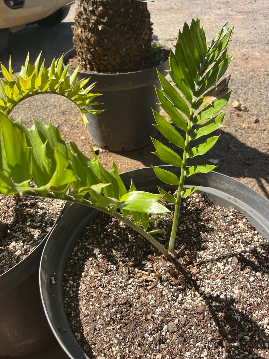 Encephalartos latifrons