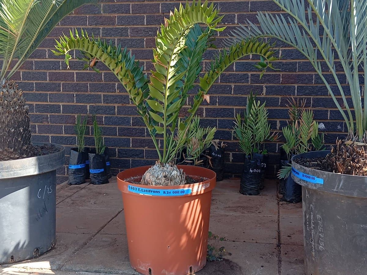 Encephalartos latifrons