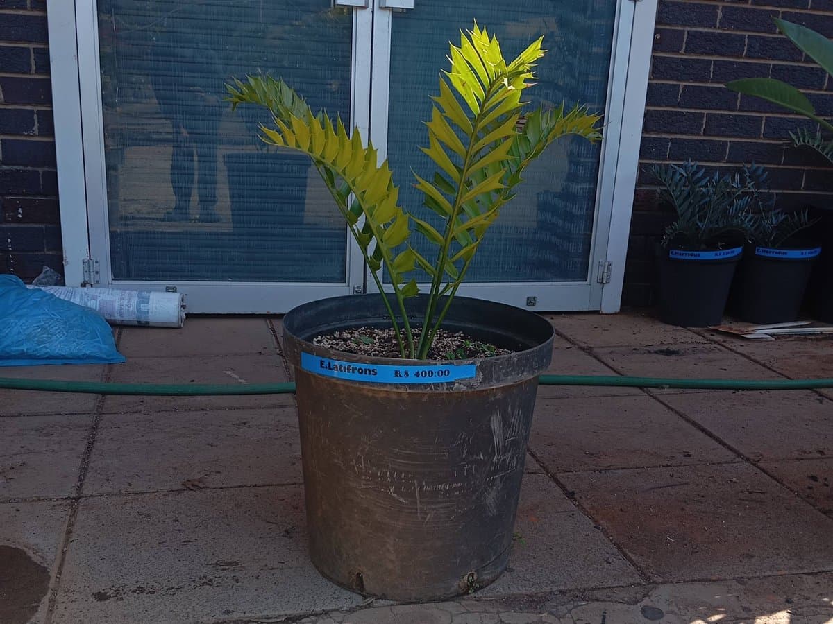 Encephalartos latifrons