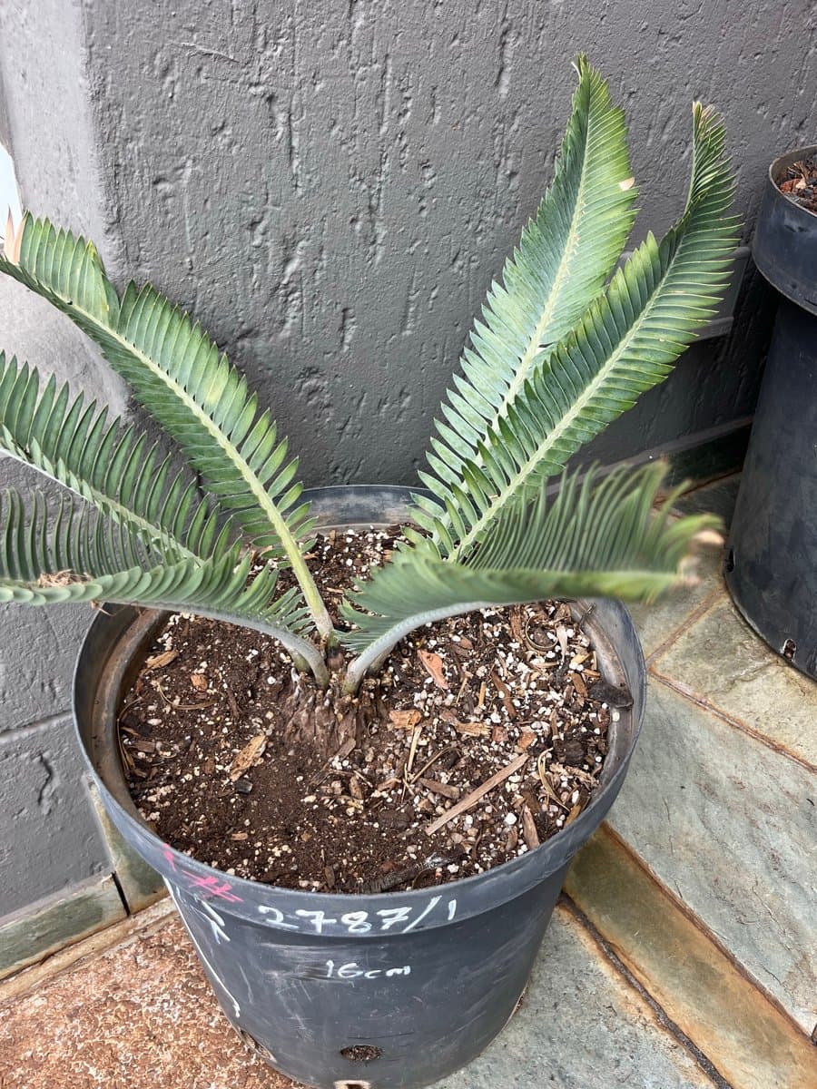 Encephalartos hirsutus