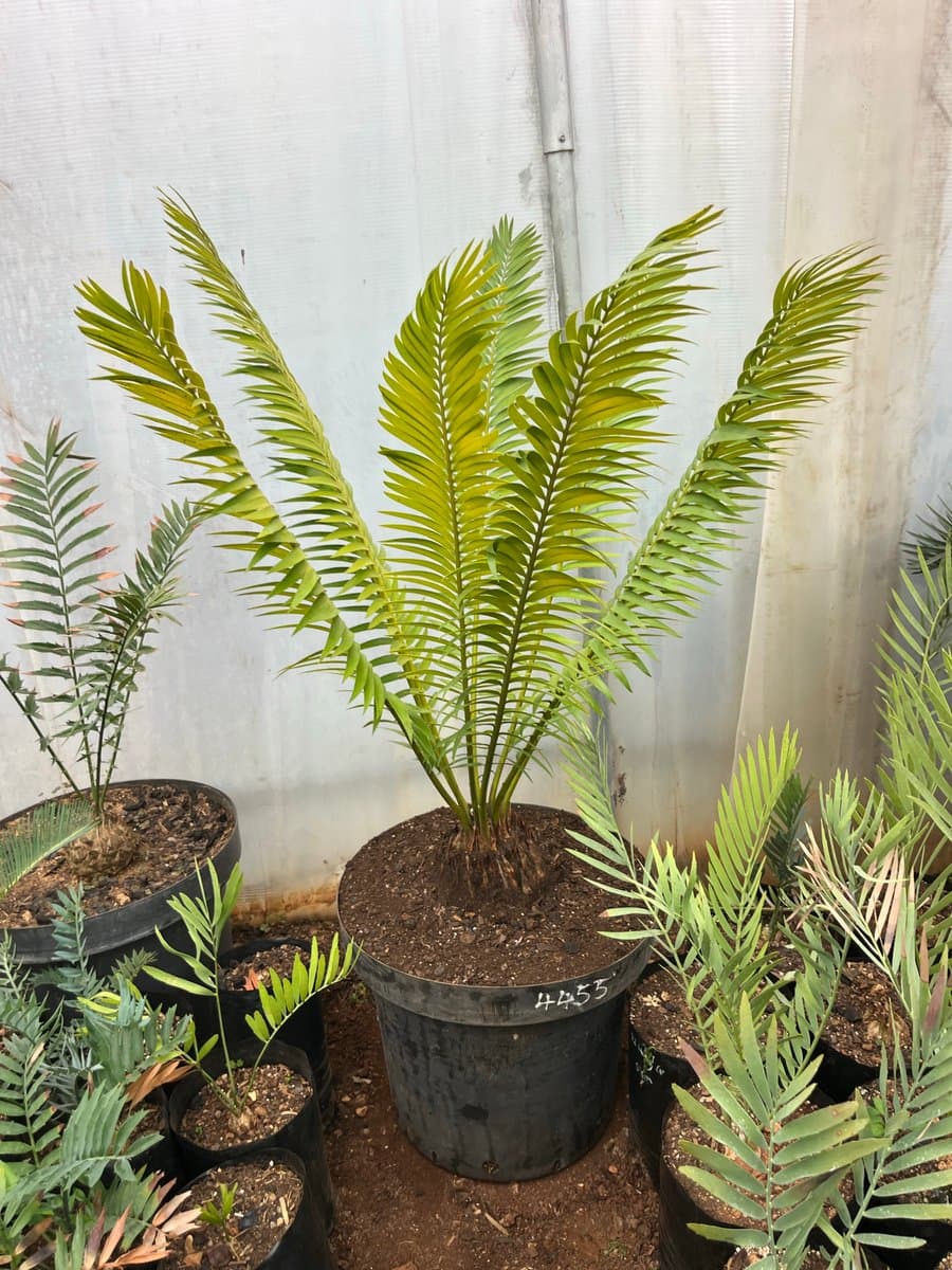 E.Heenanii long leaf