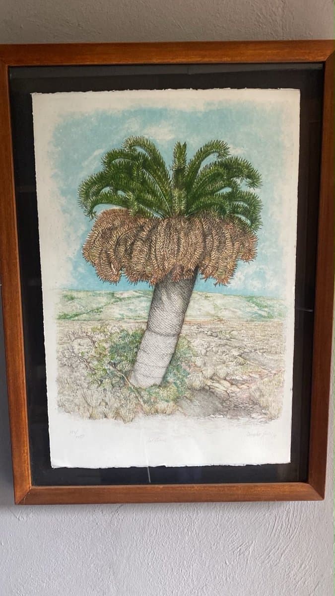 Encephalartos latifrons