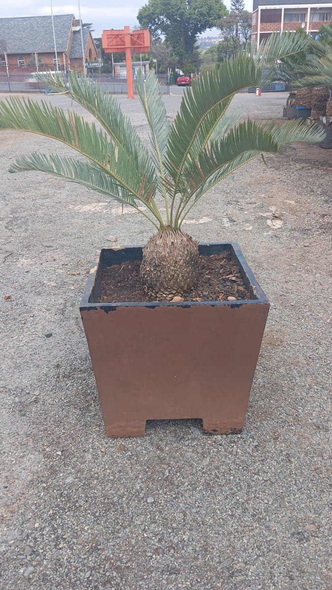Laevifolius kaapsehoop
