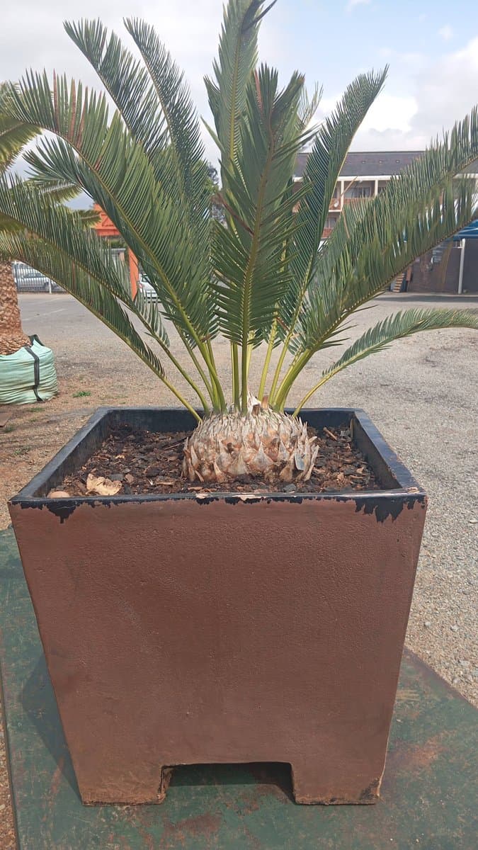 Laevifolius mariepskop
