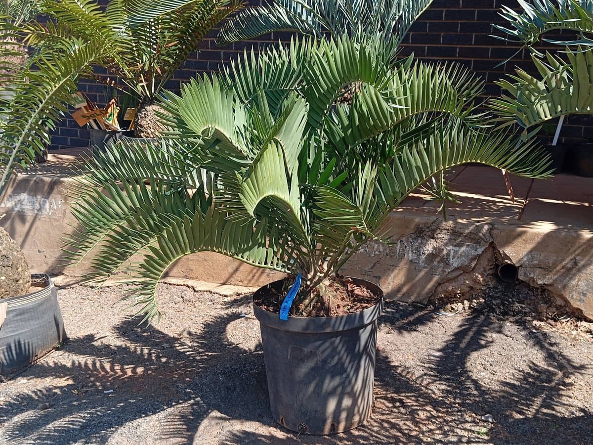 Encephalartos longifolius