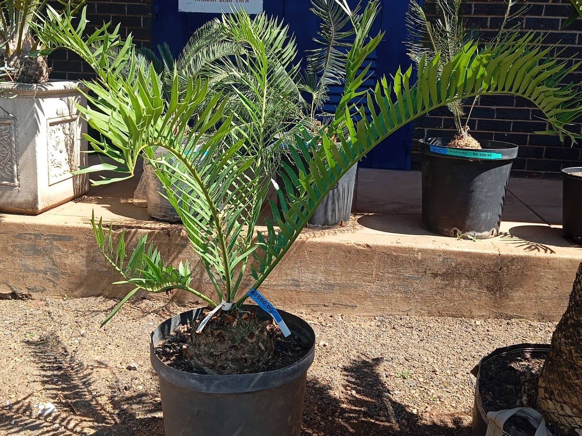 Encephalartos trispinosus