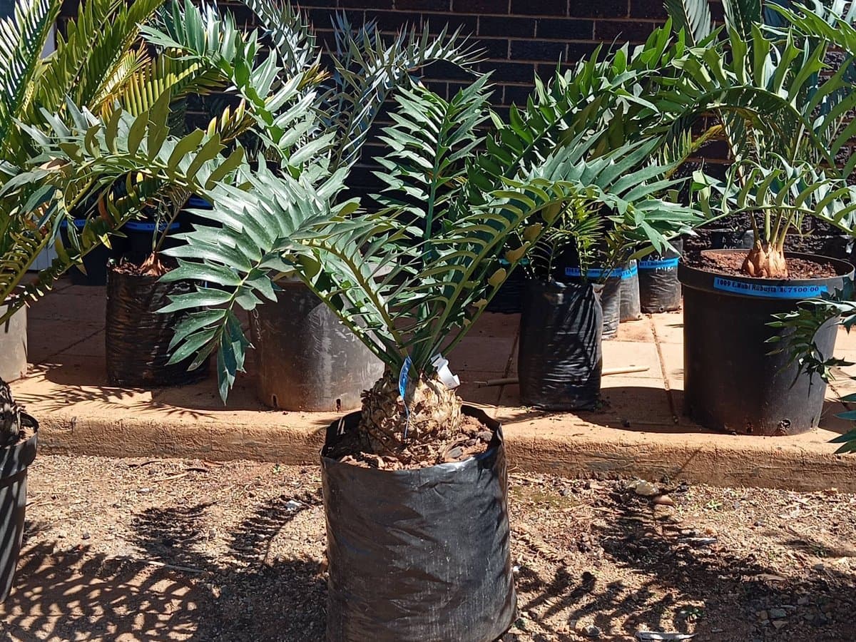 Encephalartos arenarius