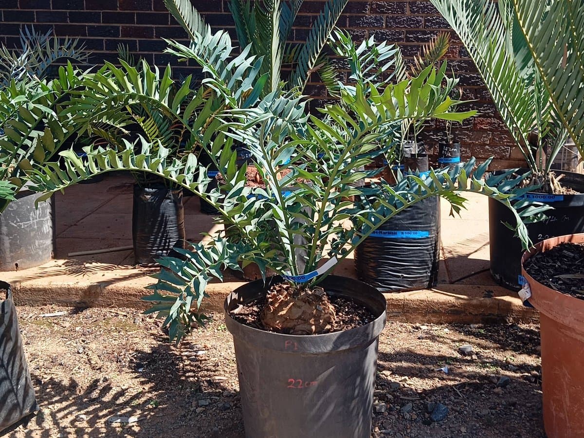 Encephalartos arenarius