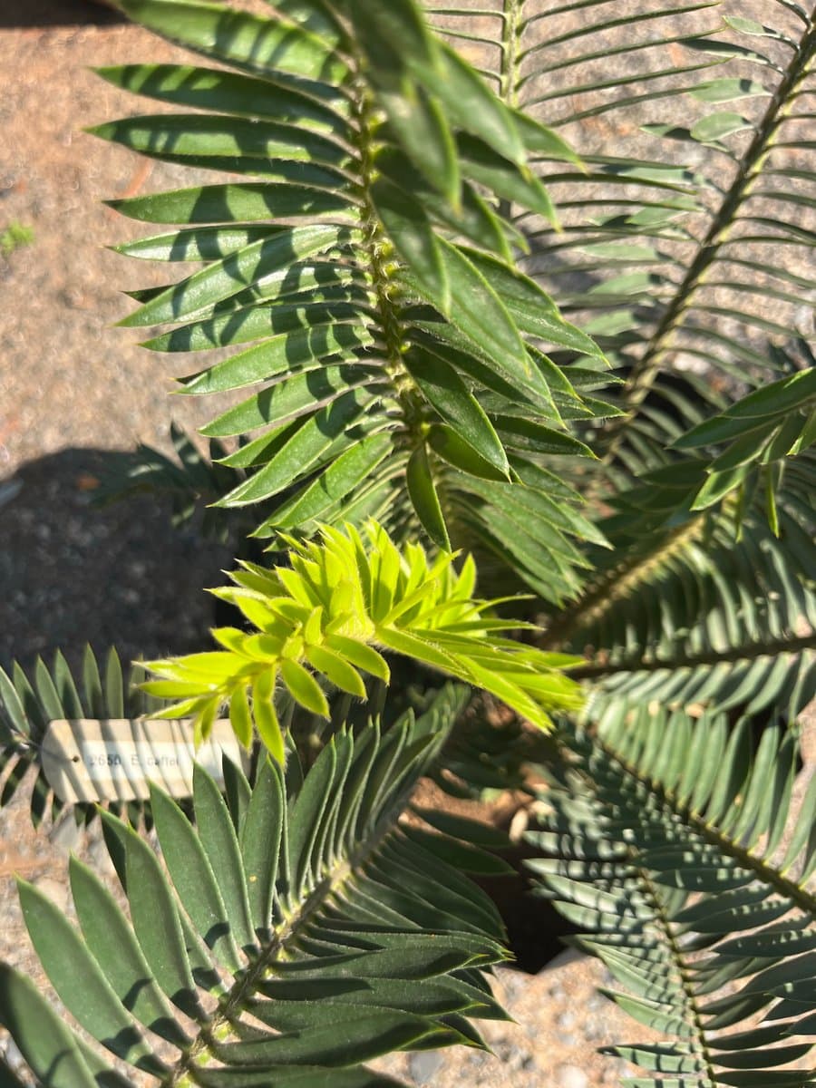 Encephalartos afer