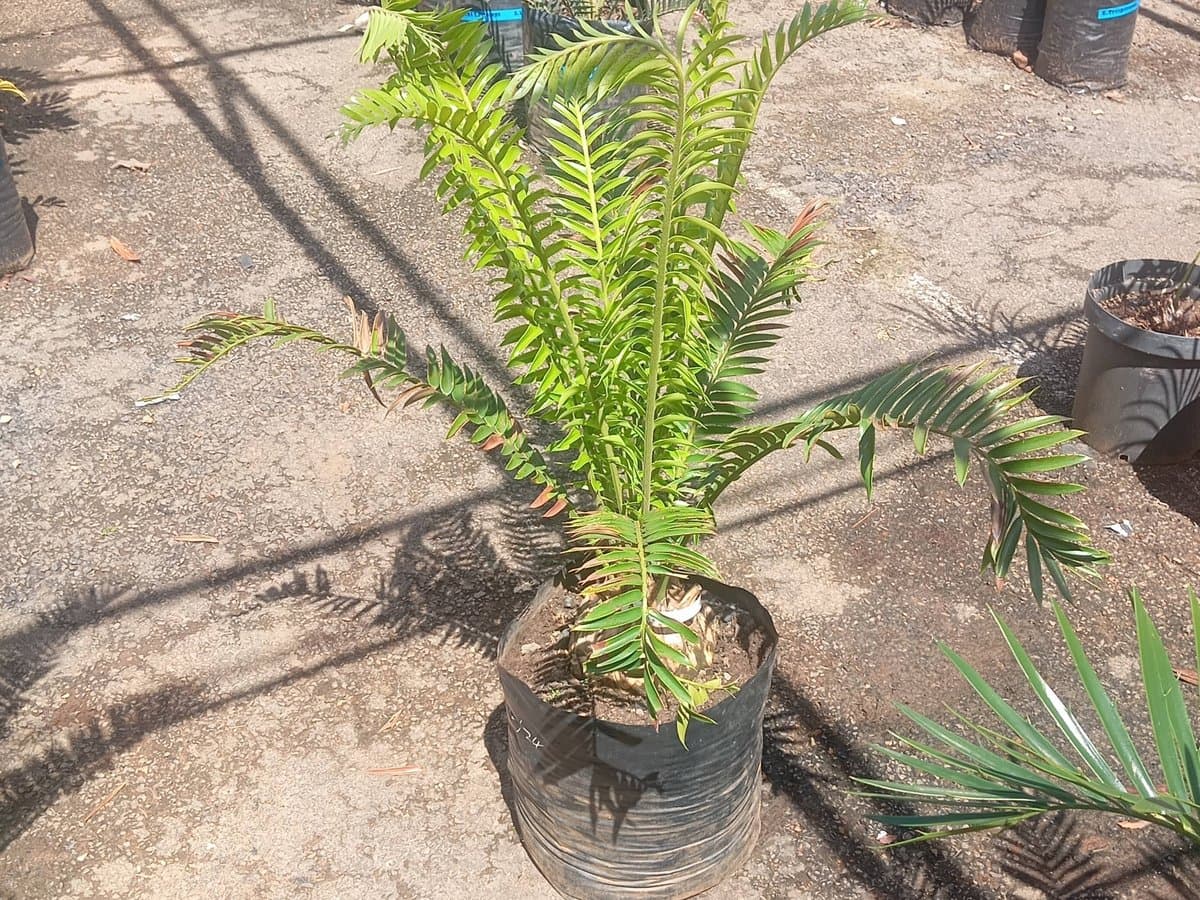 Encephalartos msinganus