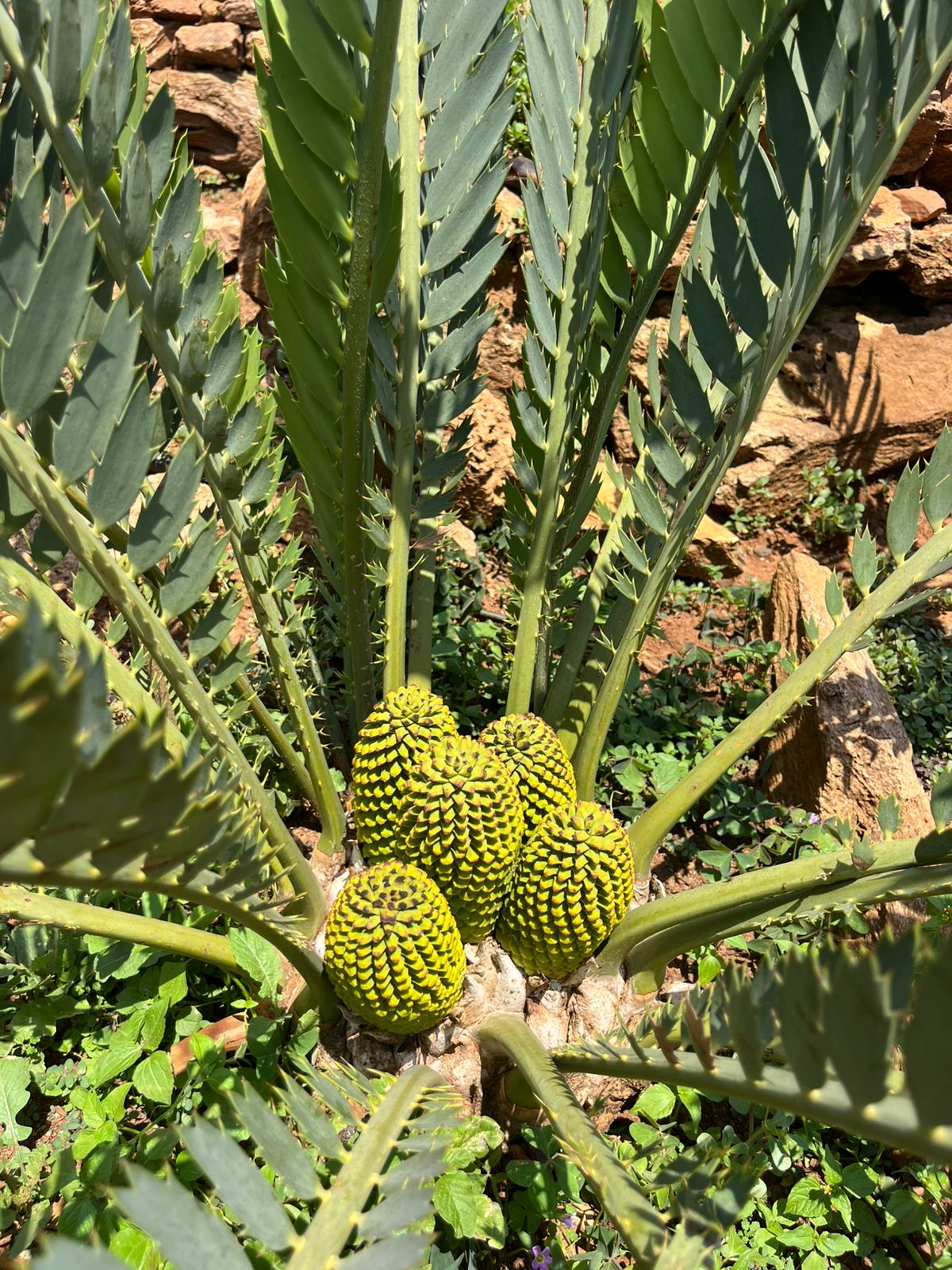 Cycad specimen