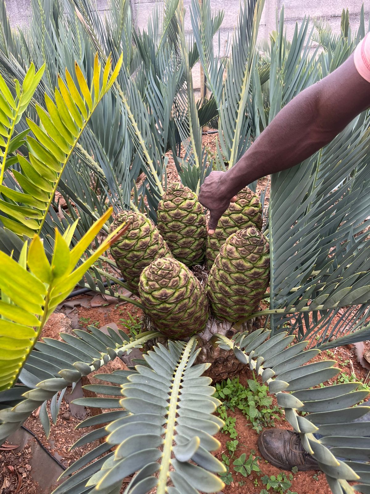 Cycad Mad Nursery photo 11