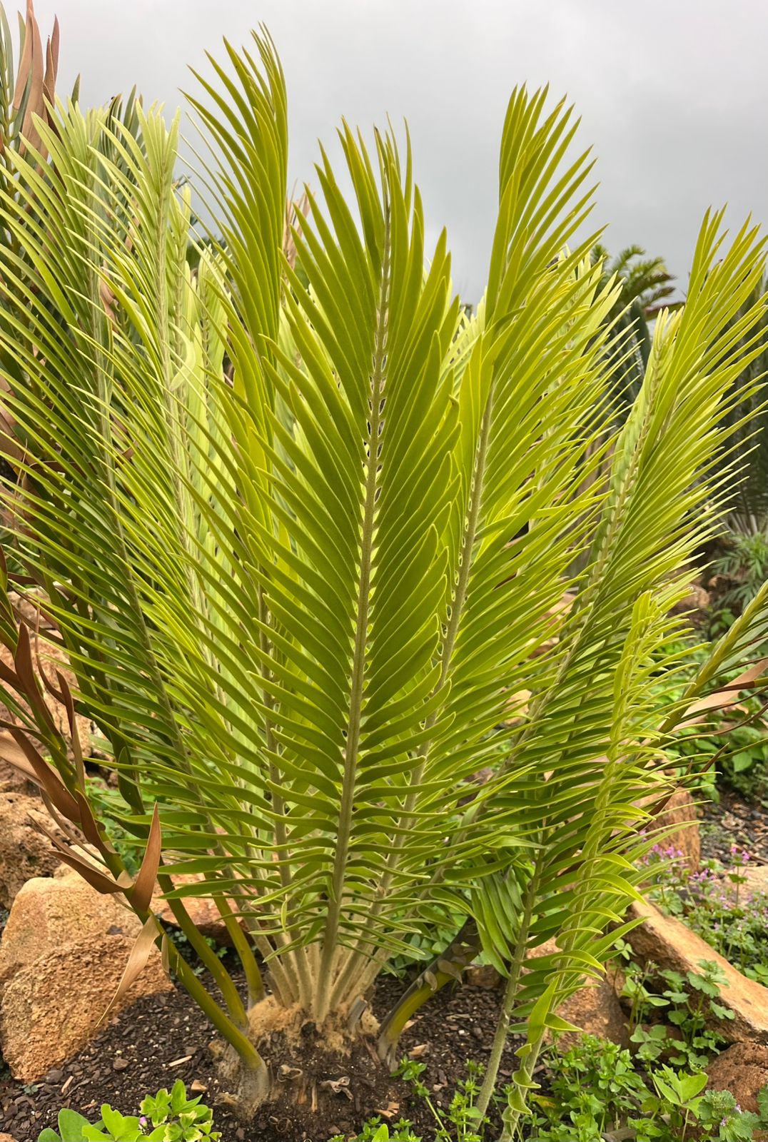 Cycad detail