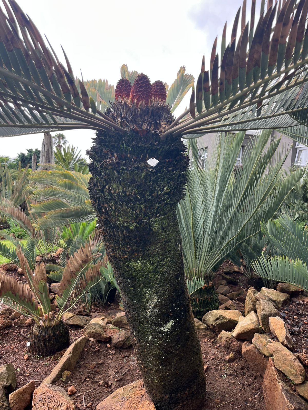 Cycad Mad Nursery photo 20