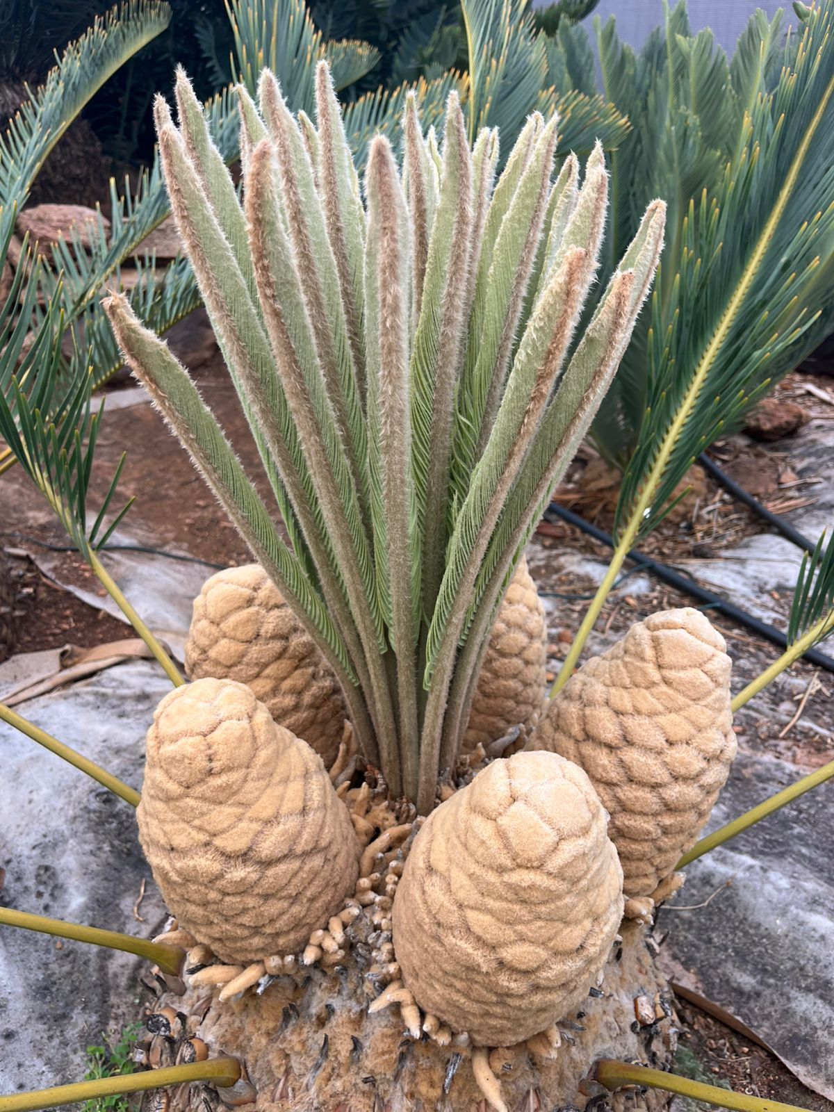 Cycad Mad Nursery photo 25