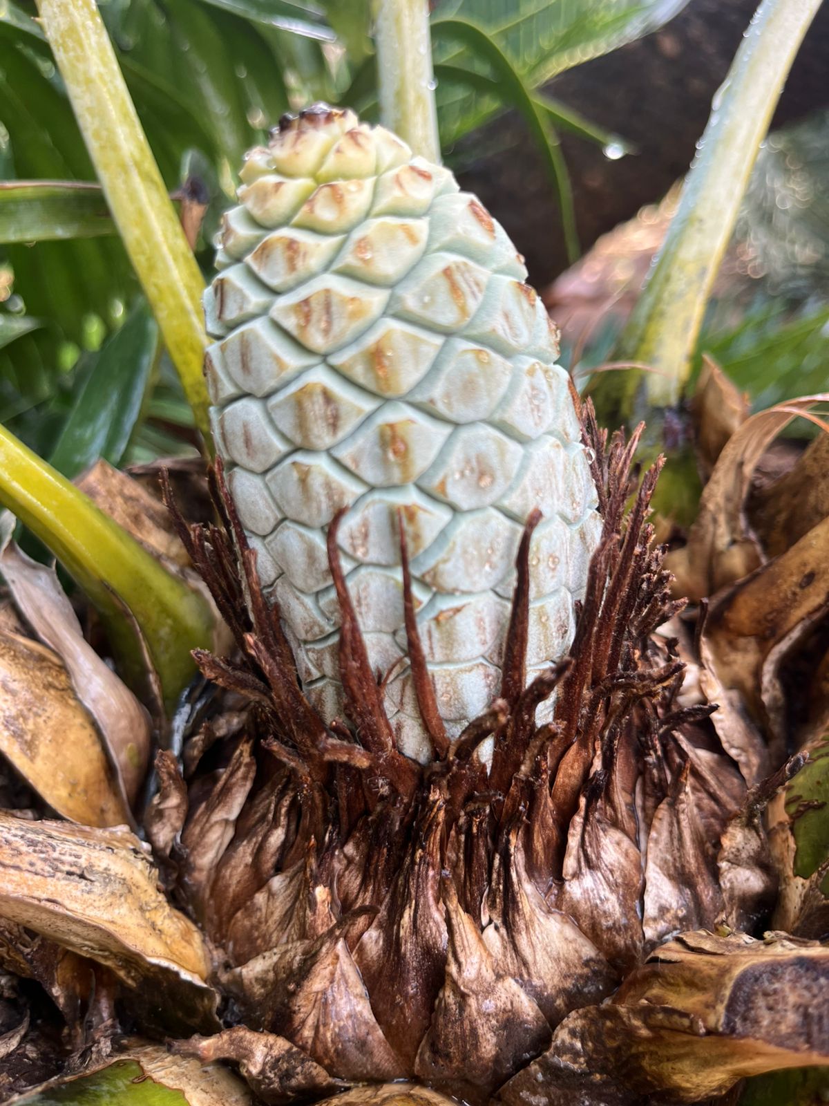 Cycad Mad Nursery photo 27