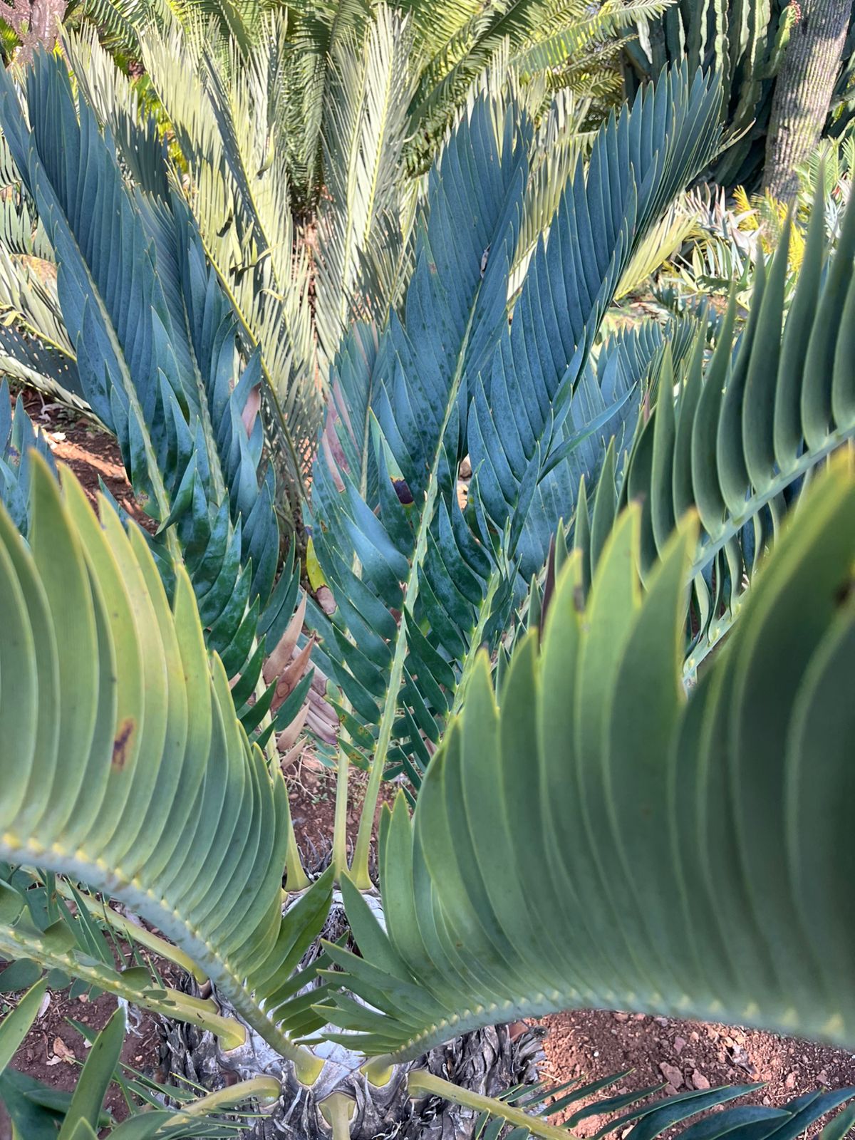 Cycad Mad Nursery photo 29