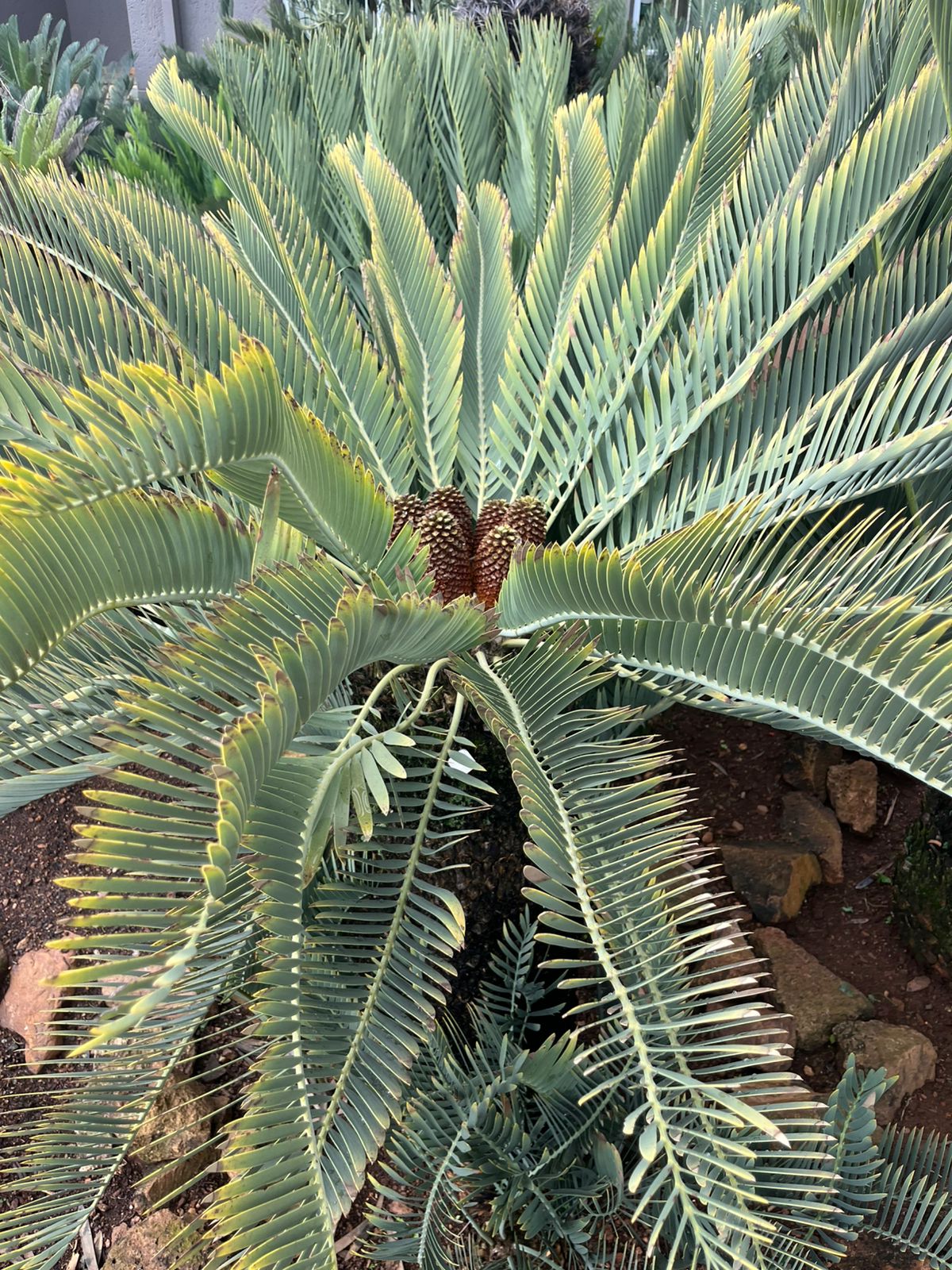 Cycad Mad Nursery photo 3