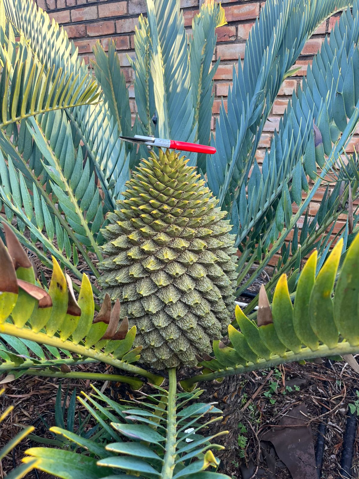 Cycad Mad Nursery photo 31