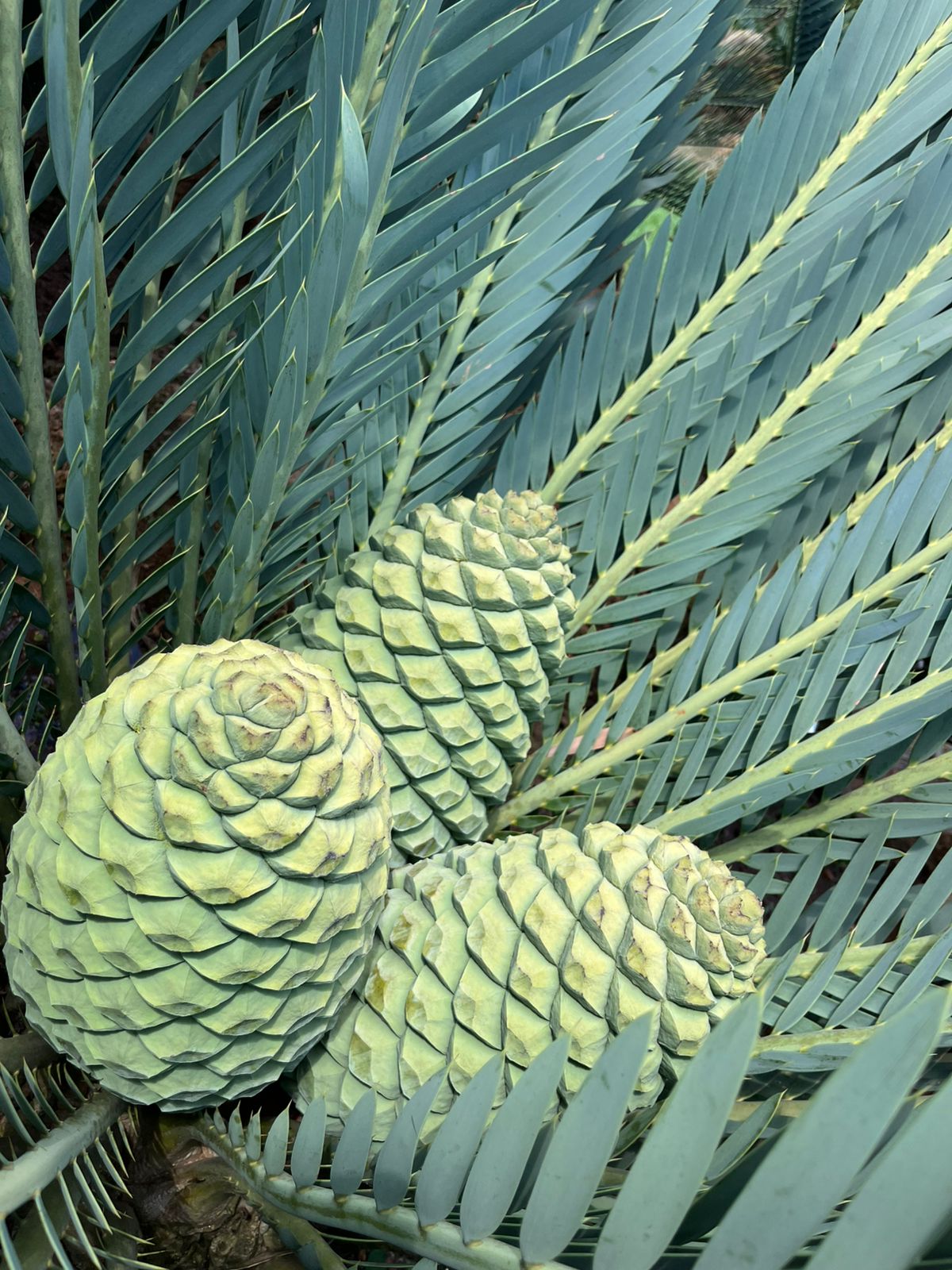 Cycad Mad Nursery