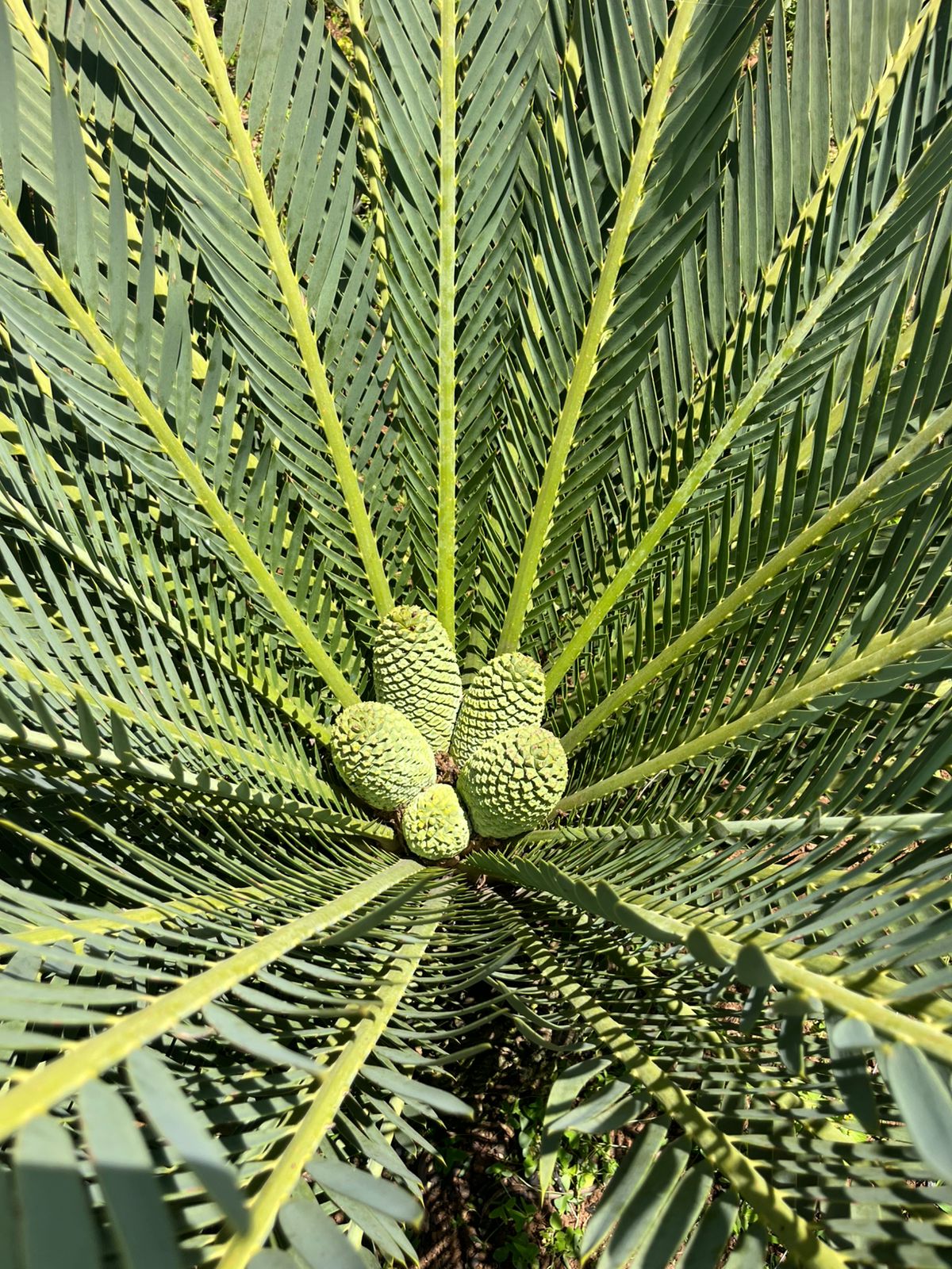 Cycad at nursery