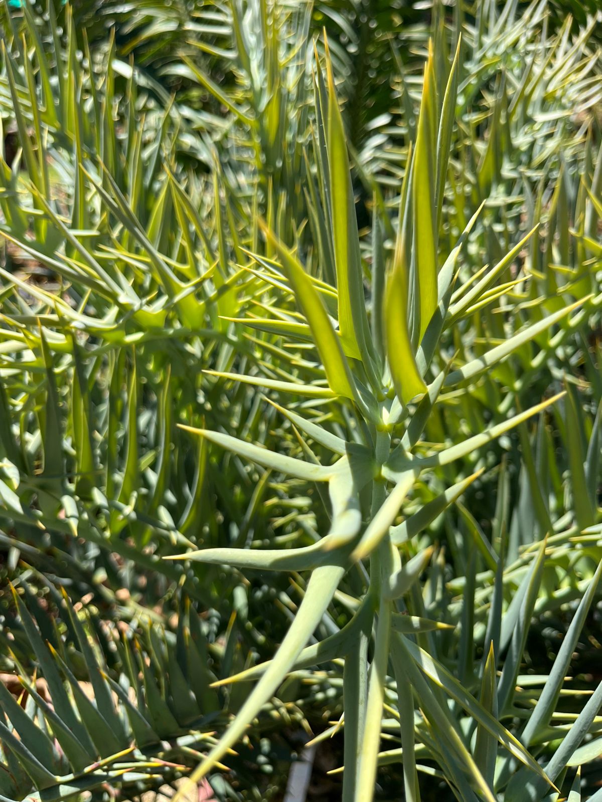 Cycad Mad Nursery photo 41