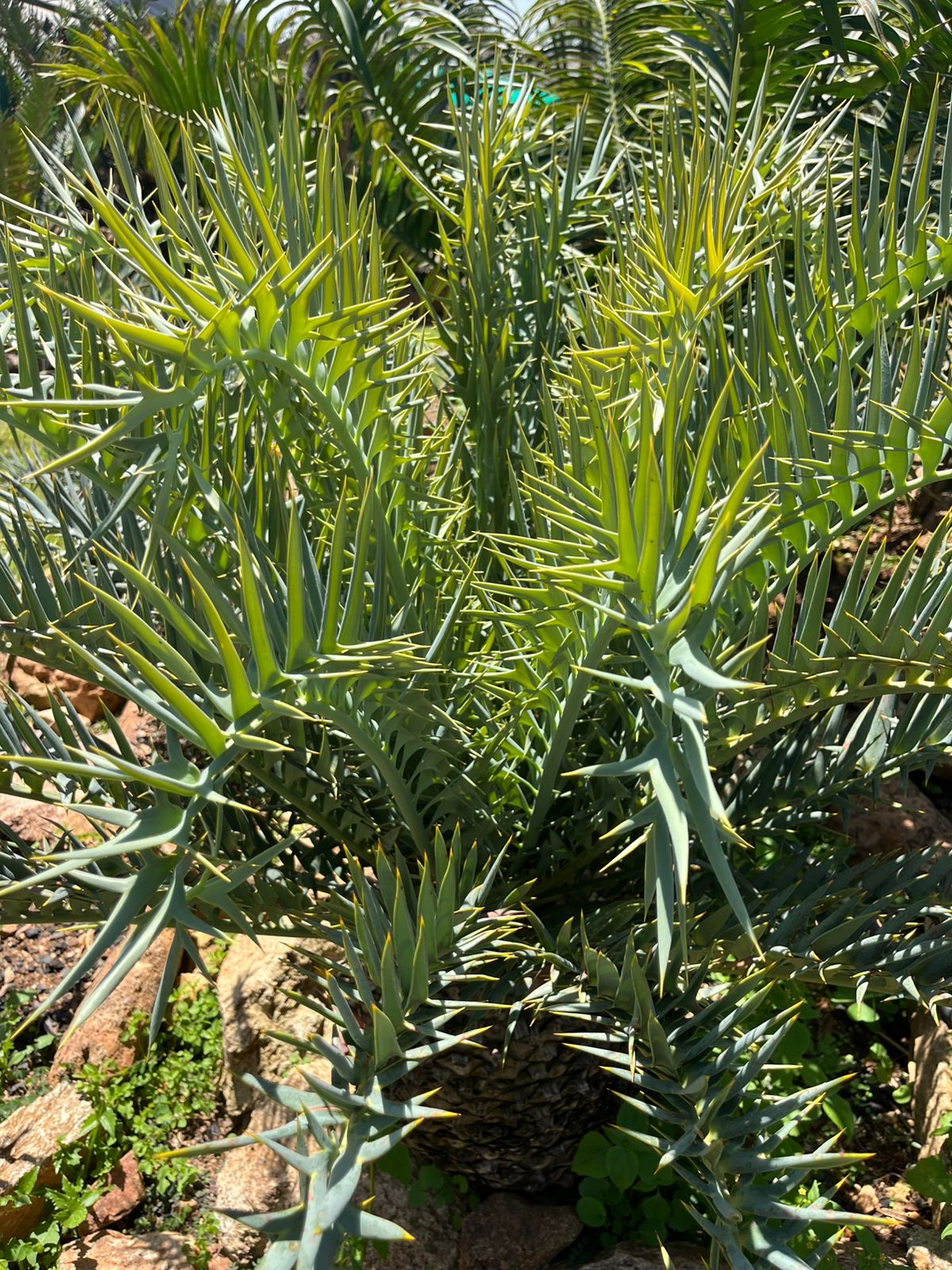 Cycad Mad Nursery photo 42