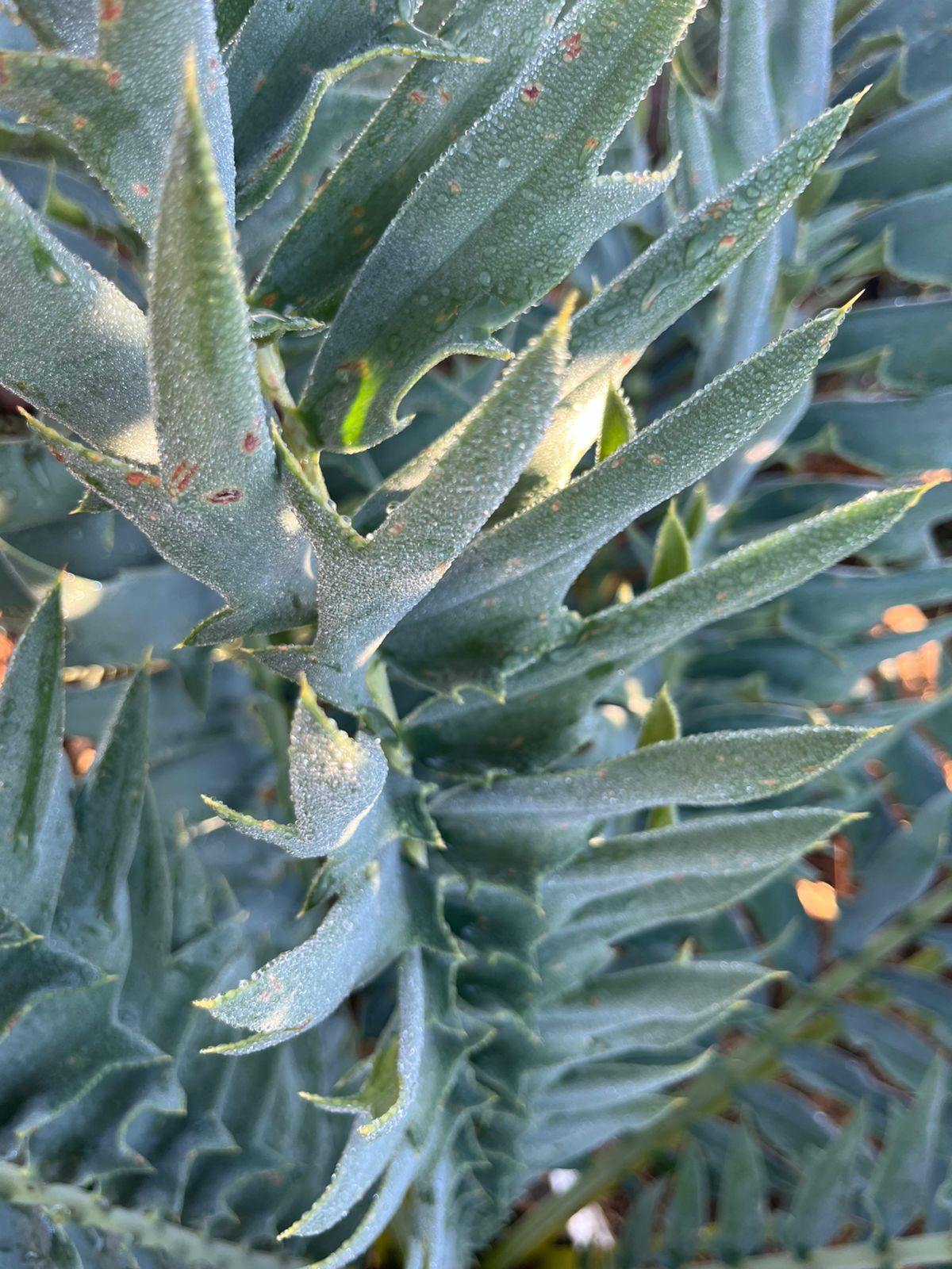 Cycad cone close-up