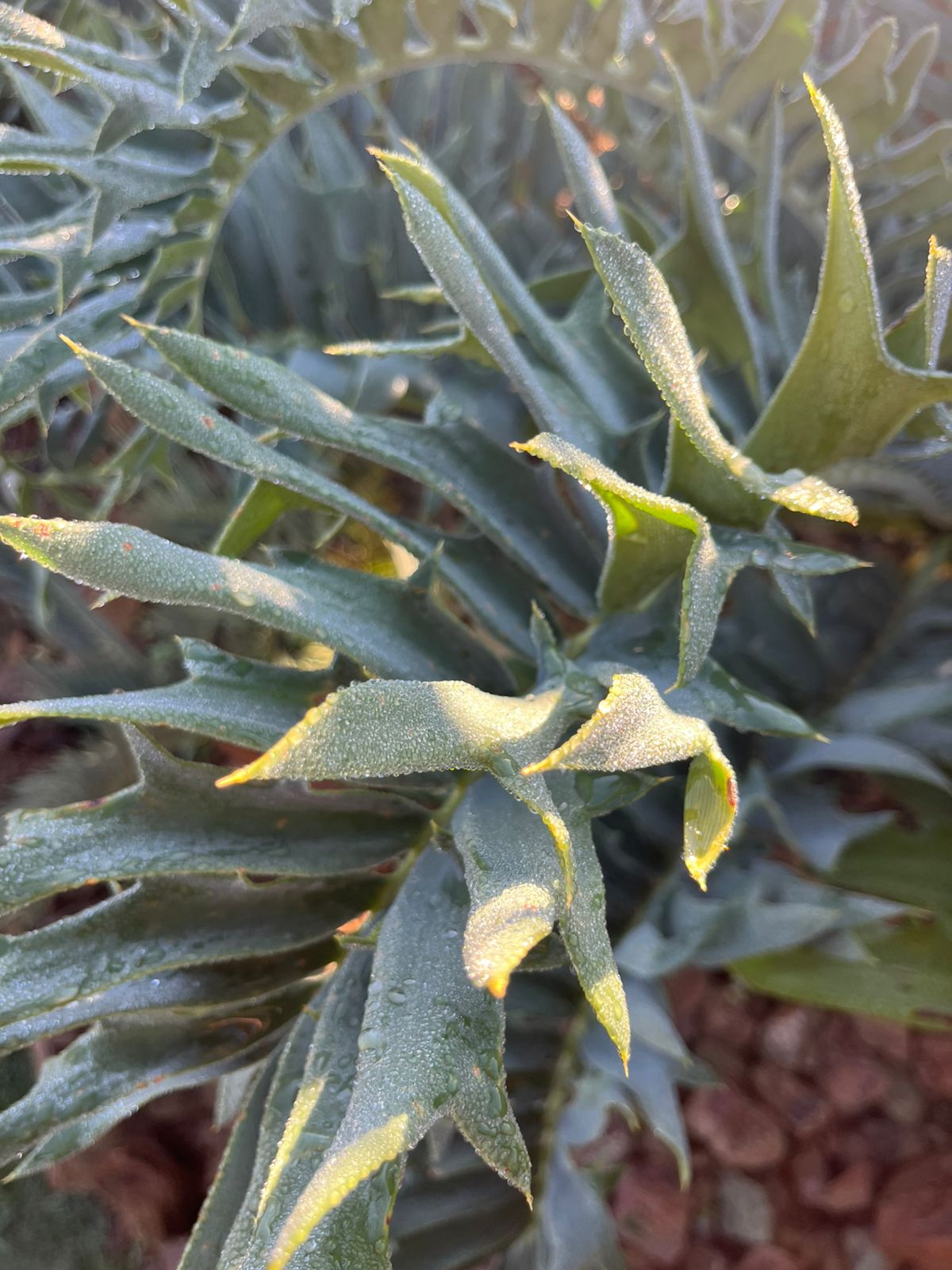 Cycad Mad Nursery photo 46