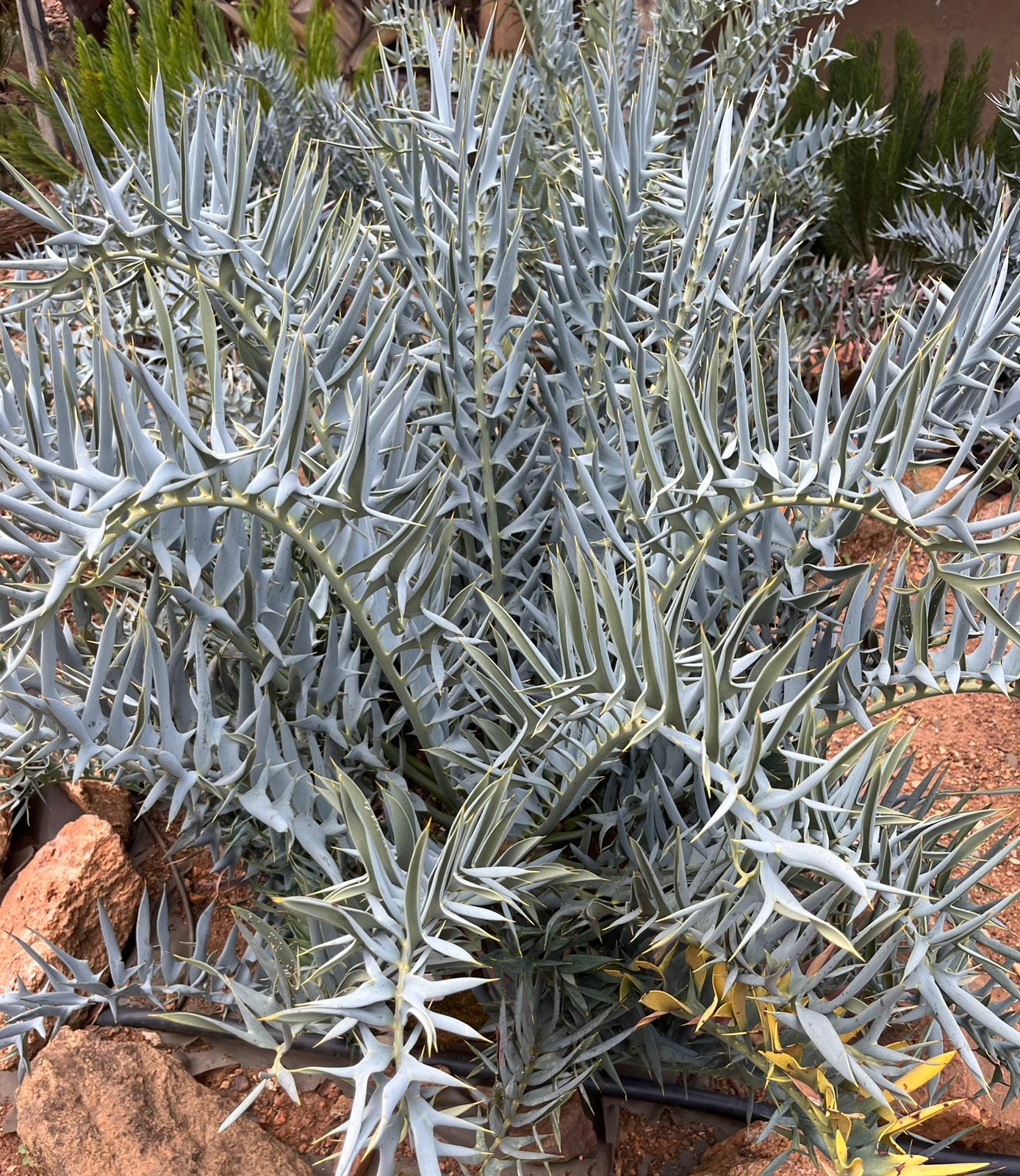 Cycad Mad Nursery photo 49