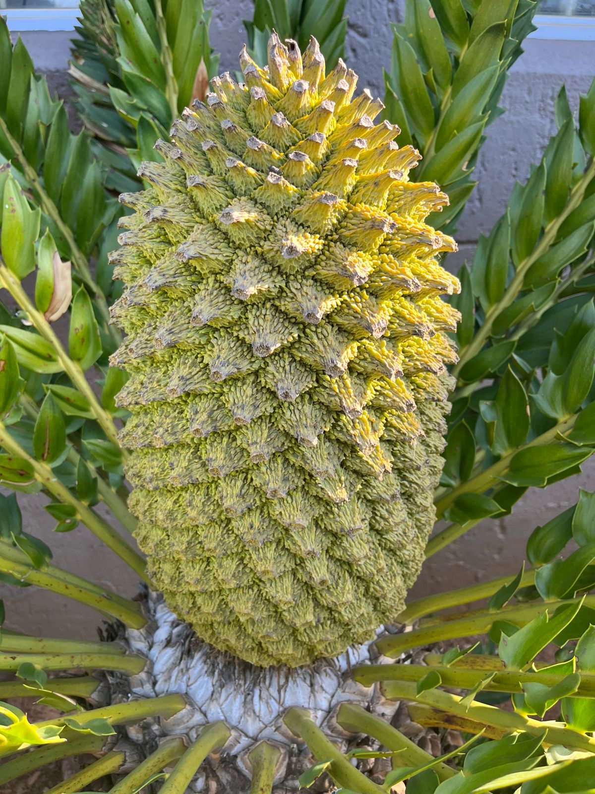 Cycad Mad Nursery photo 52