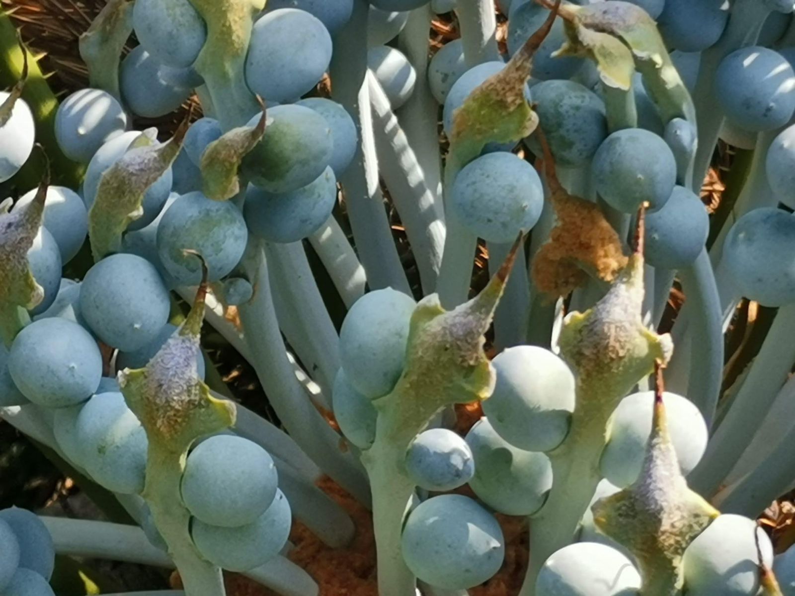Cycad Mad Nursery photo 53