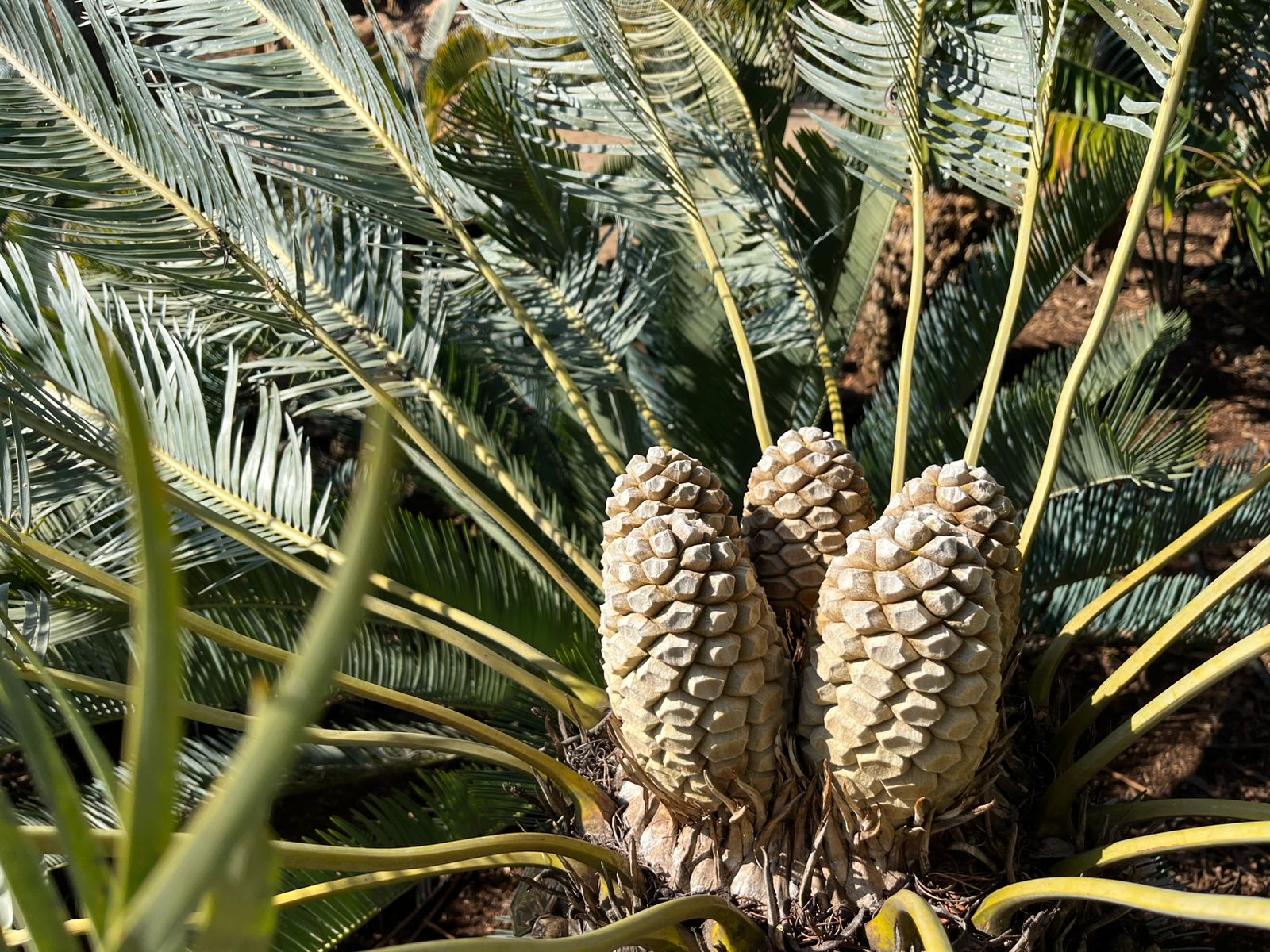 Cycad Mad Nursery photo 56
