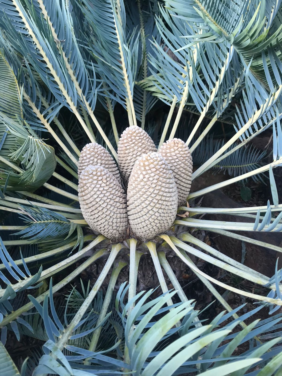 Cycad Mad Nursery photo 58