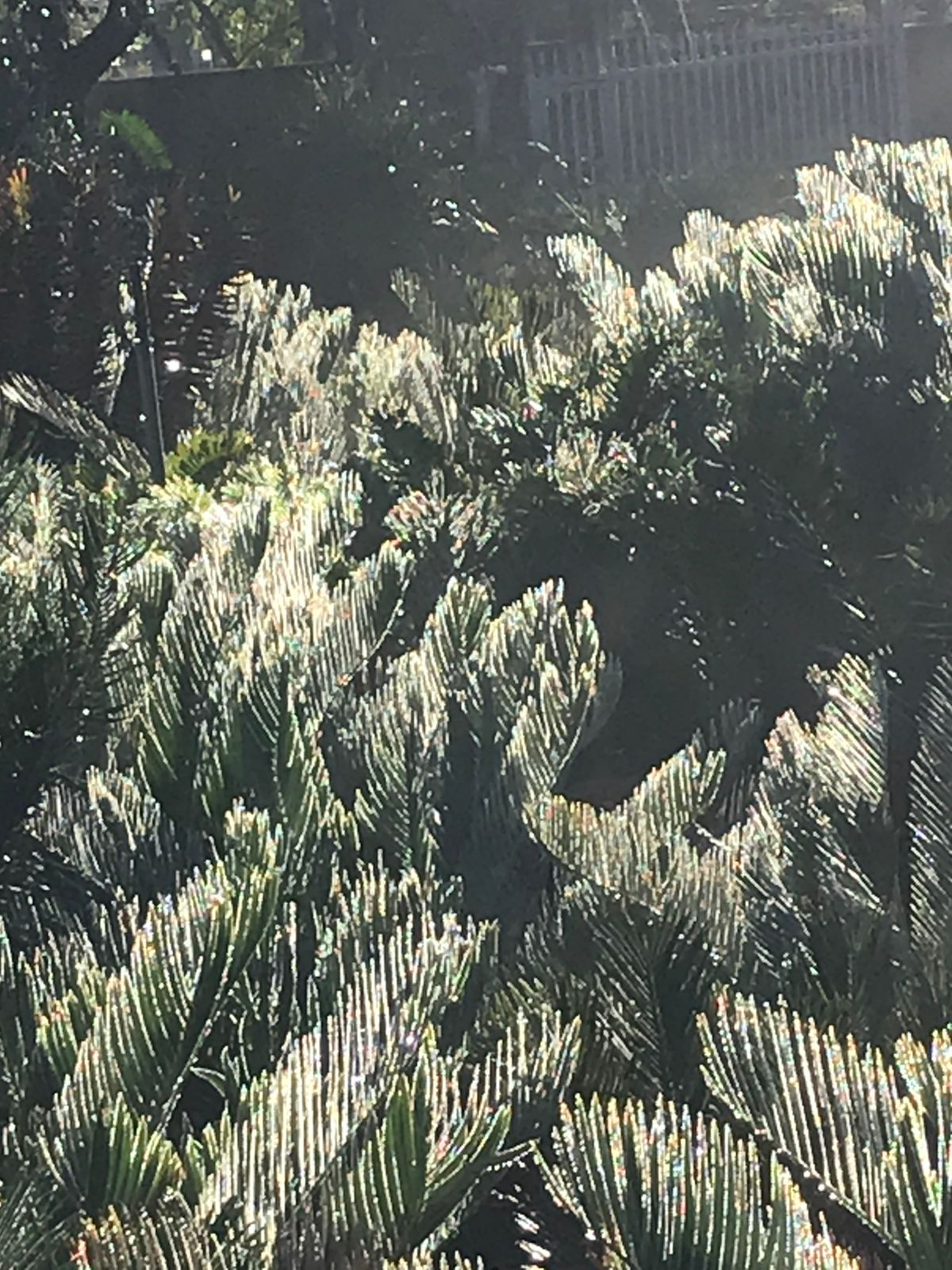 Cycad Mad Nursery photo 61