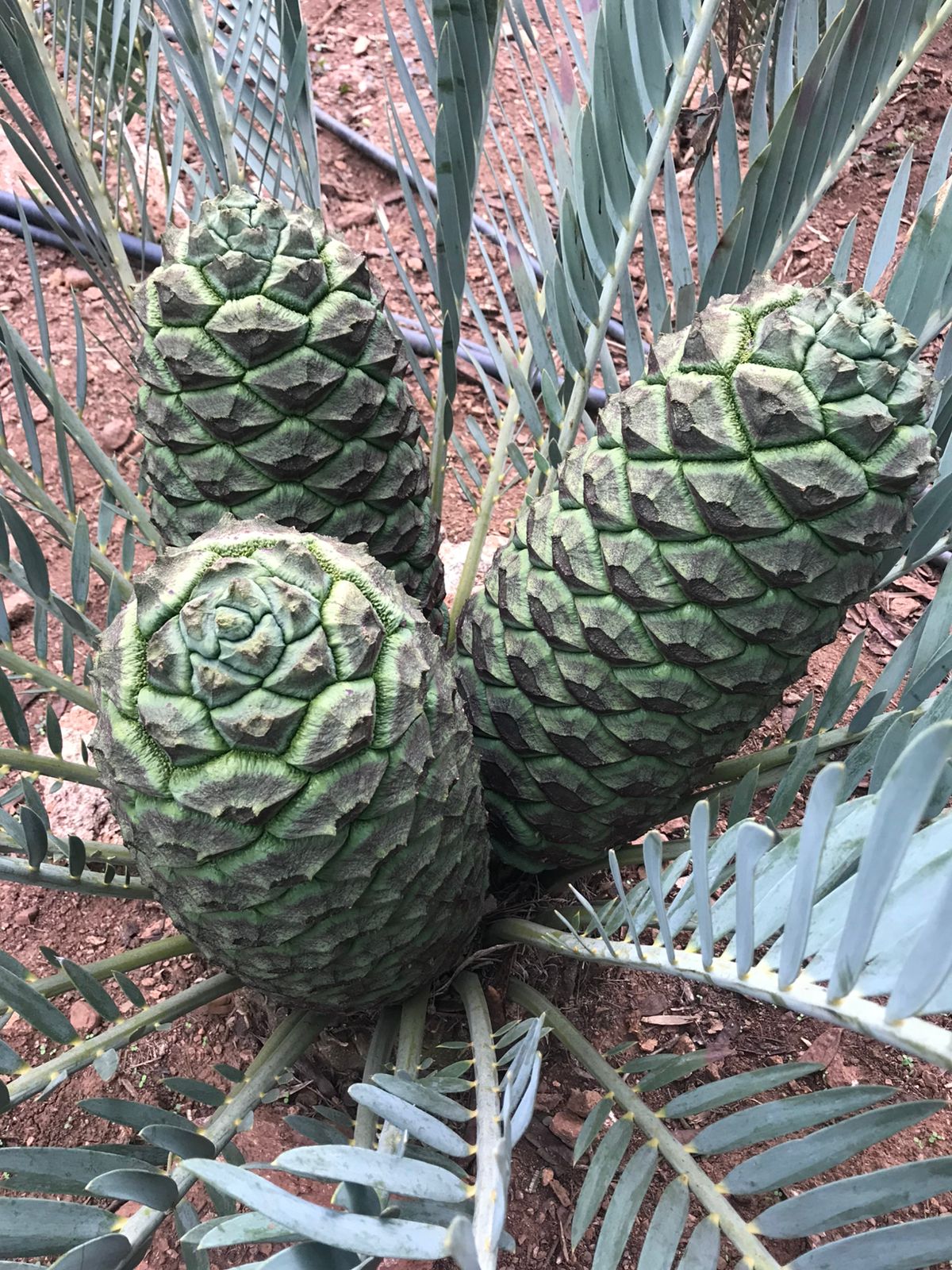 Cycad Mad Nursery photo 64