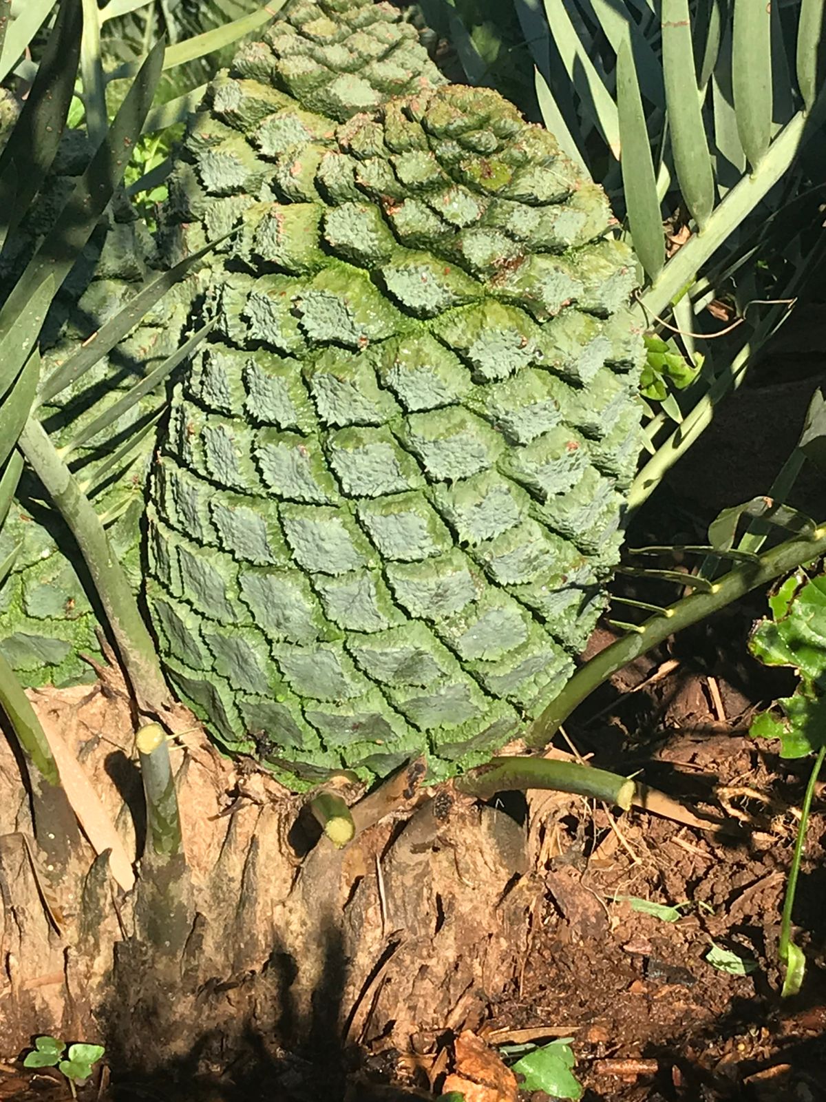 Cycad Mad Nursery photo 65