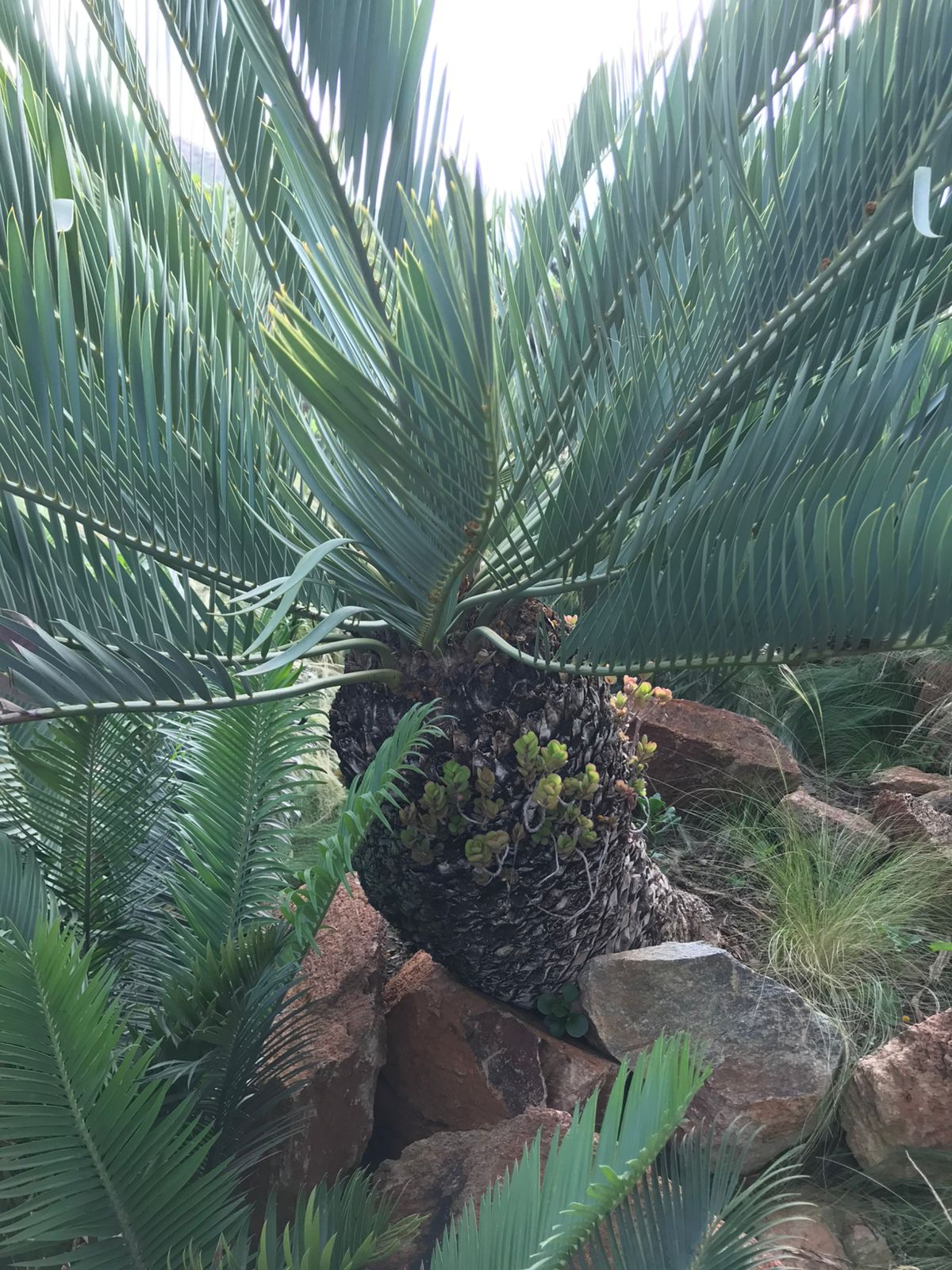 Cycad Mad Nursery photo 66