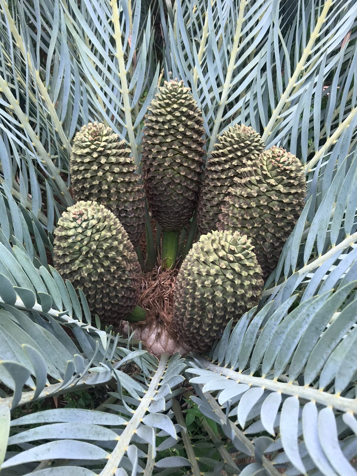Cycad Mad Nursery photo 67