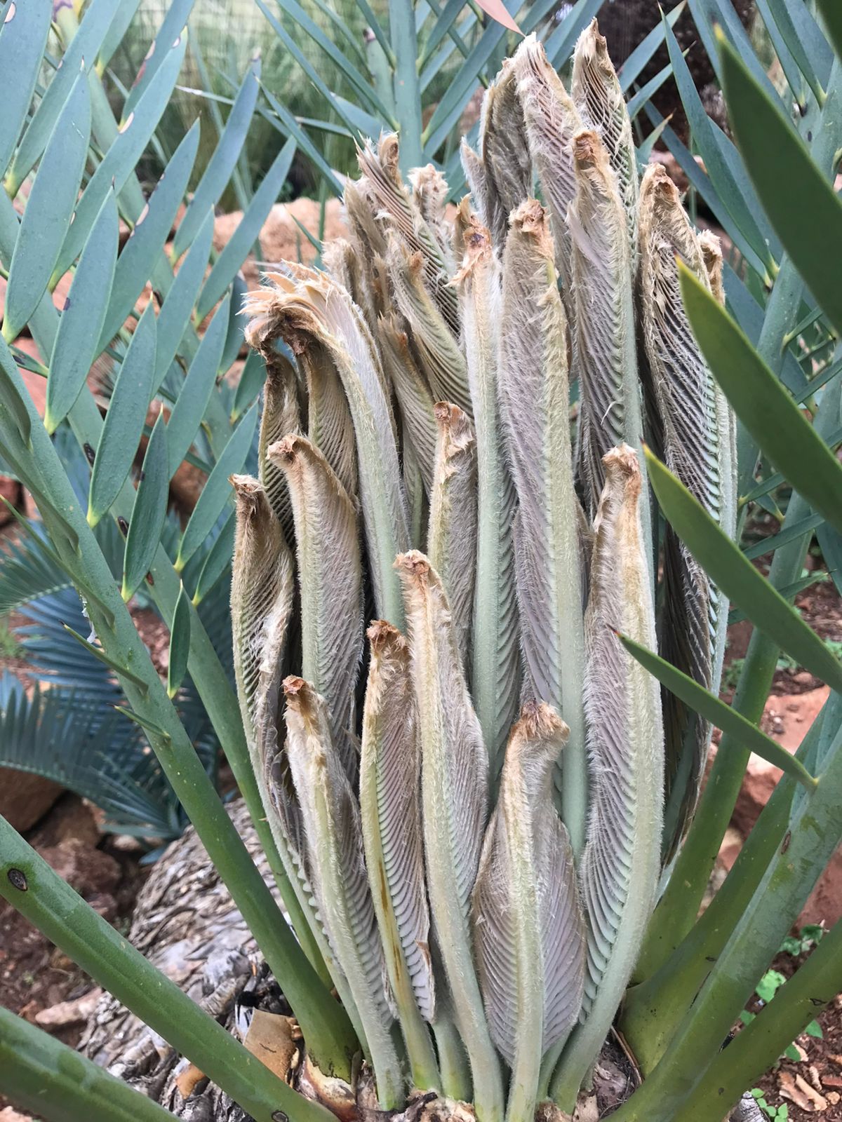 Cycad Mad Nursery photo 68