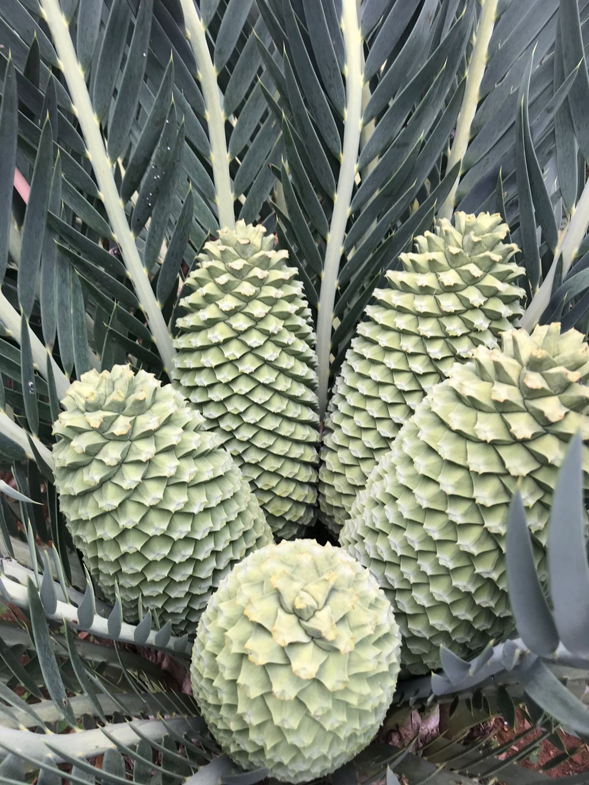 Cycad Mad Nursery photo 69