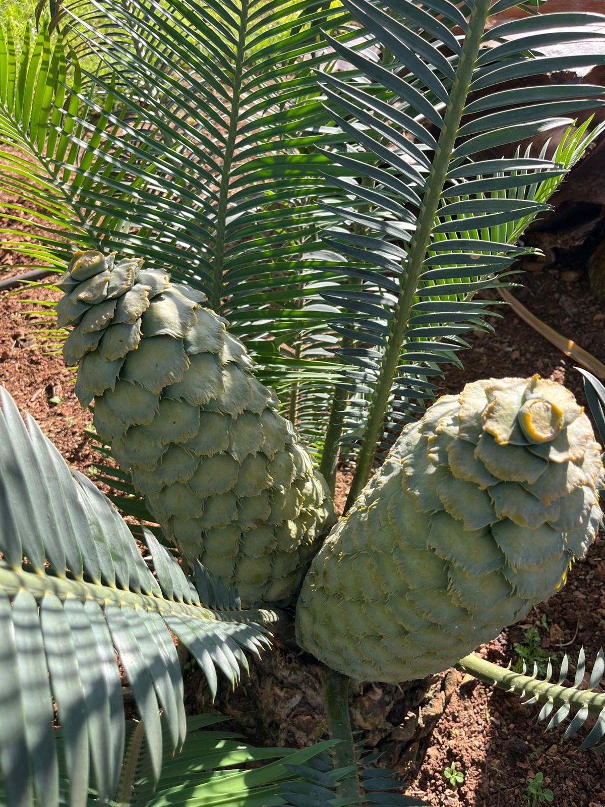 Cycad fronds