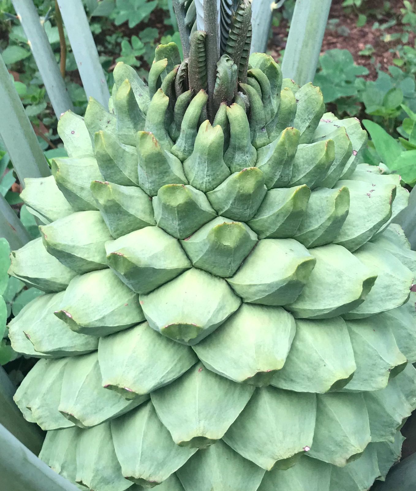 Cycad Mad Nursery photo 70