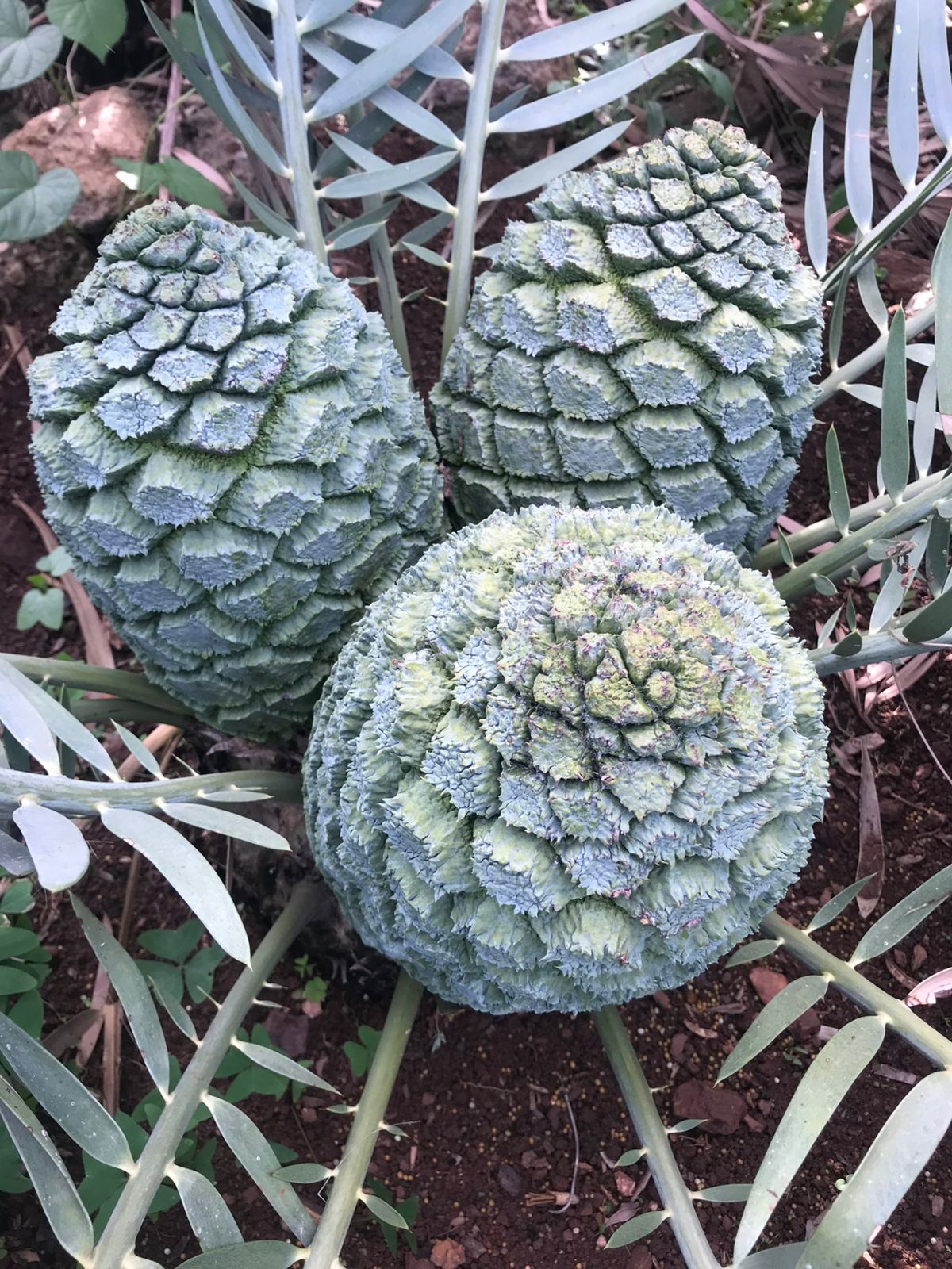 Cycad Mad Nursery photo 71